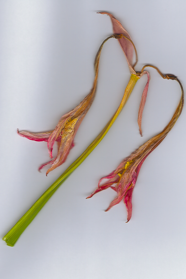 Amaryllis-Blüte