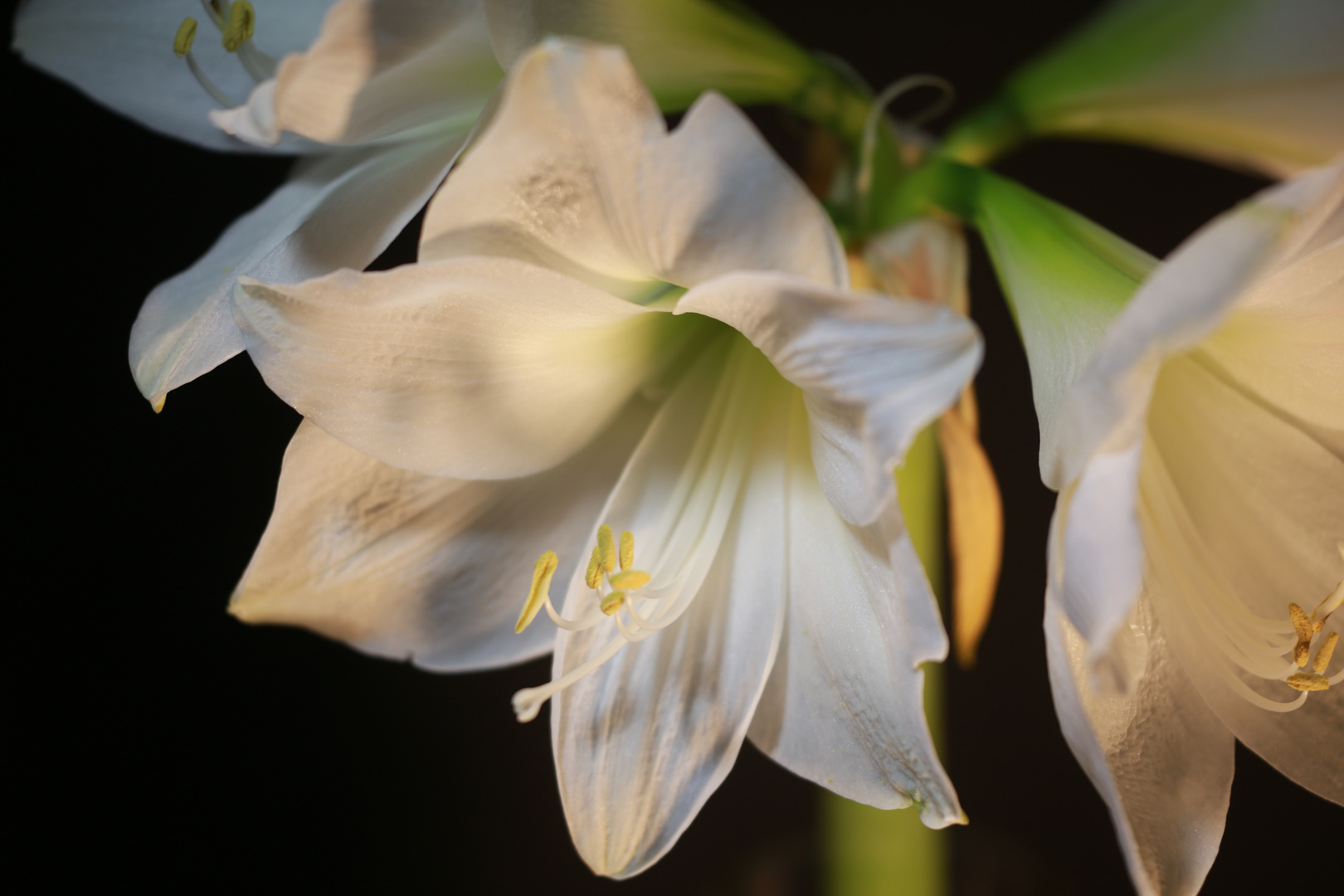 Amaryllis-Blüte