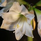 Amaryllis-Blüte