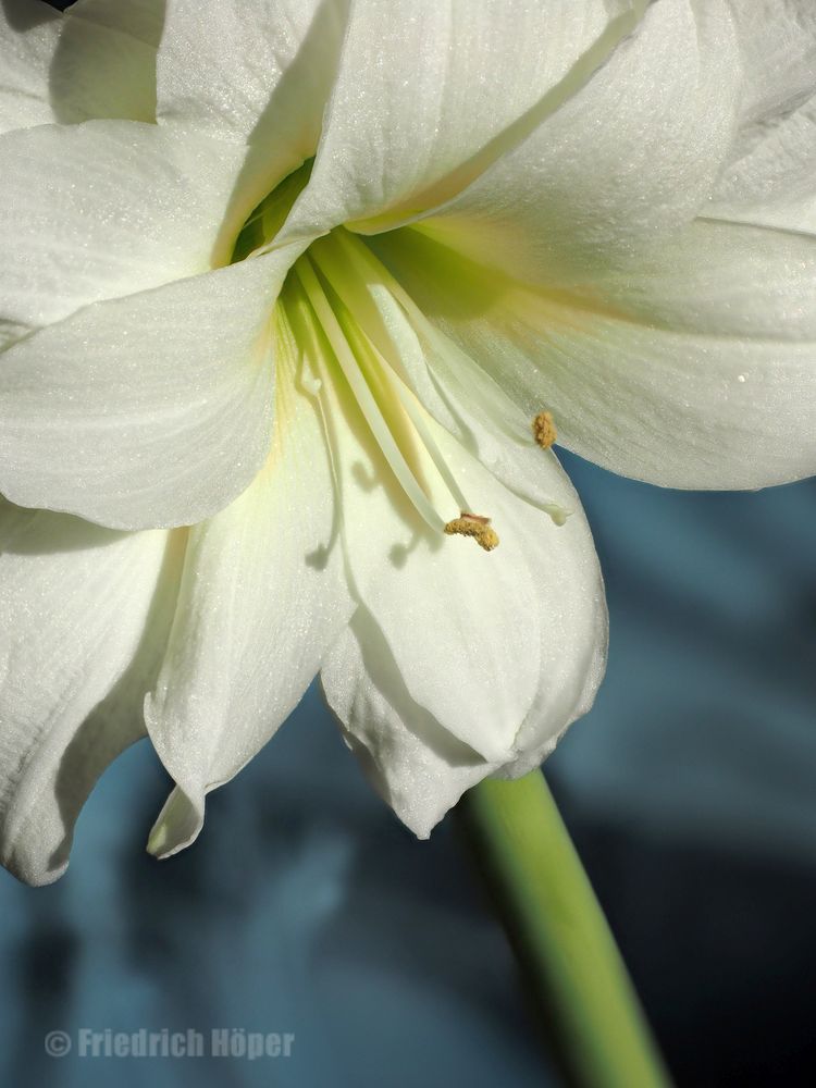 Amaryllis-Blüte