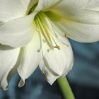 Amaryllis-Blüte