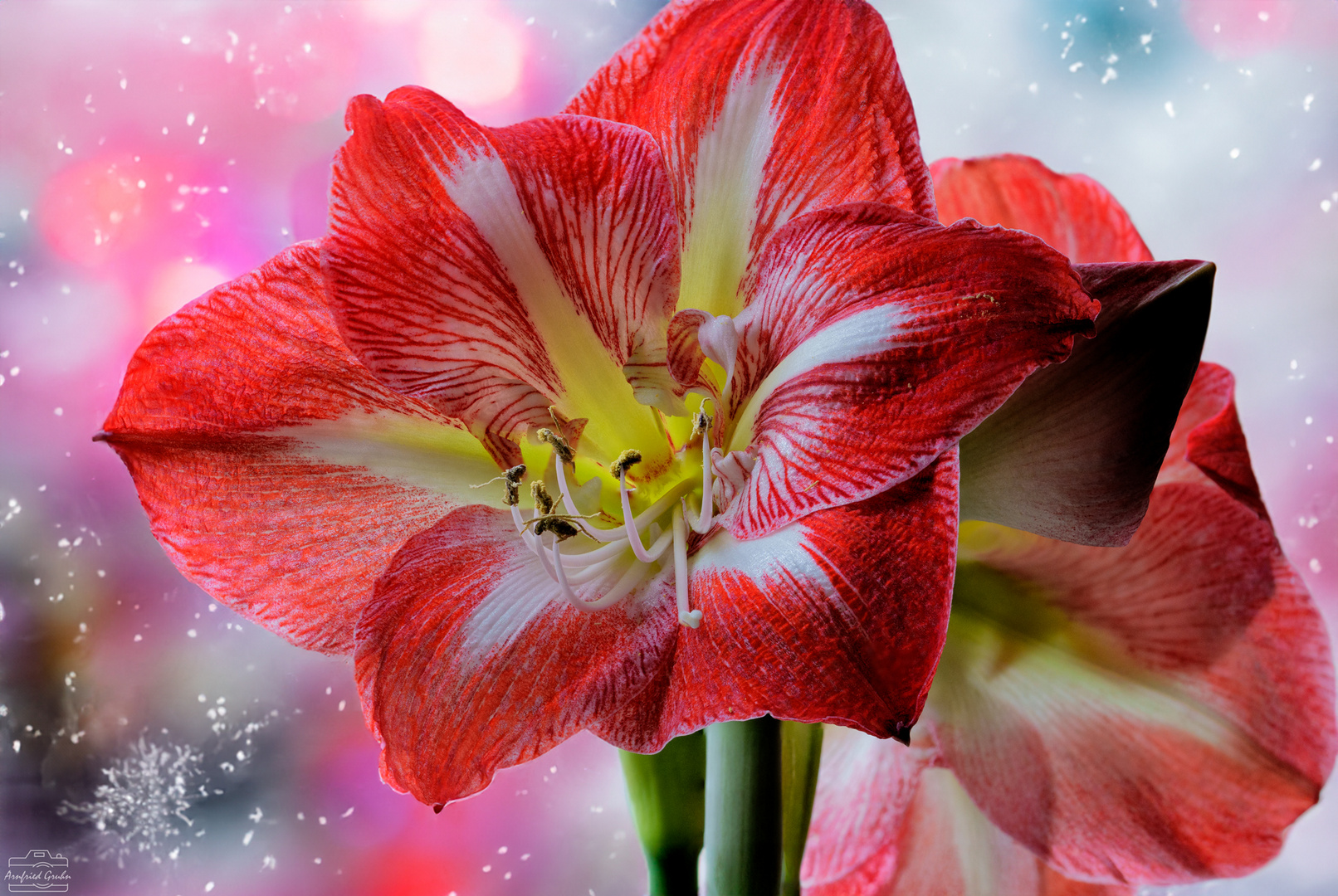 Amaryllis Blüte - Makrostack aus 100 Aufnahmen