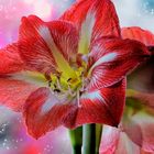 Amaryllis Blüte - Makrostack aus 100 Aufnahmen