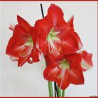 Amaryllis-Blüten am 26.Dezember 2016