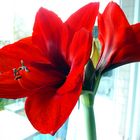 Amaryllis Blüten