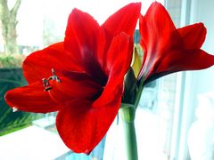 Amaryllis Blüten