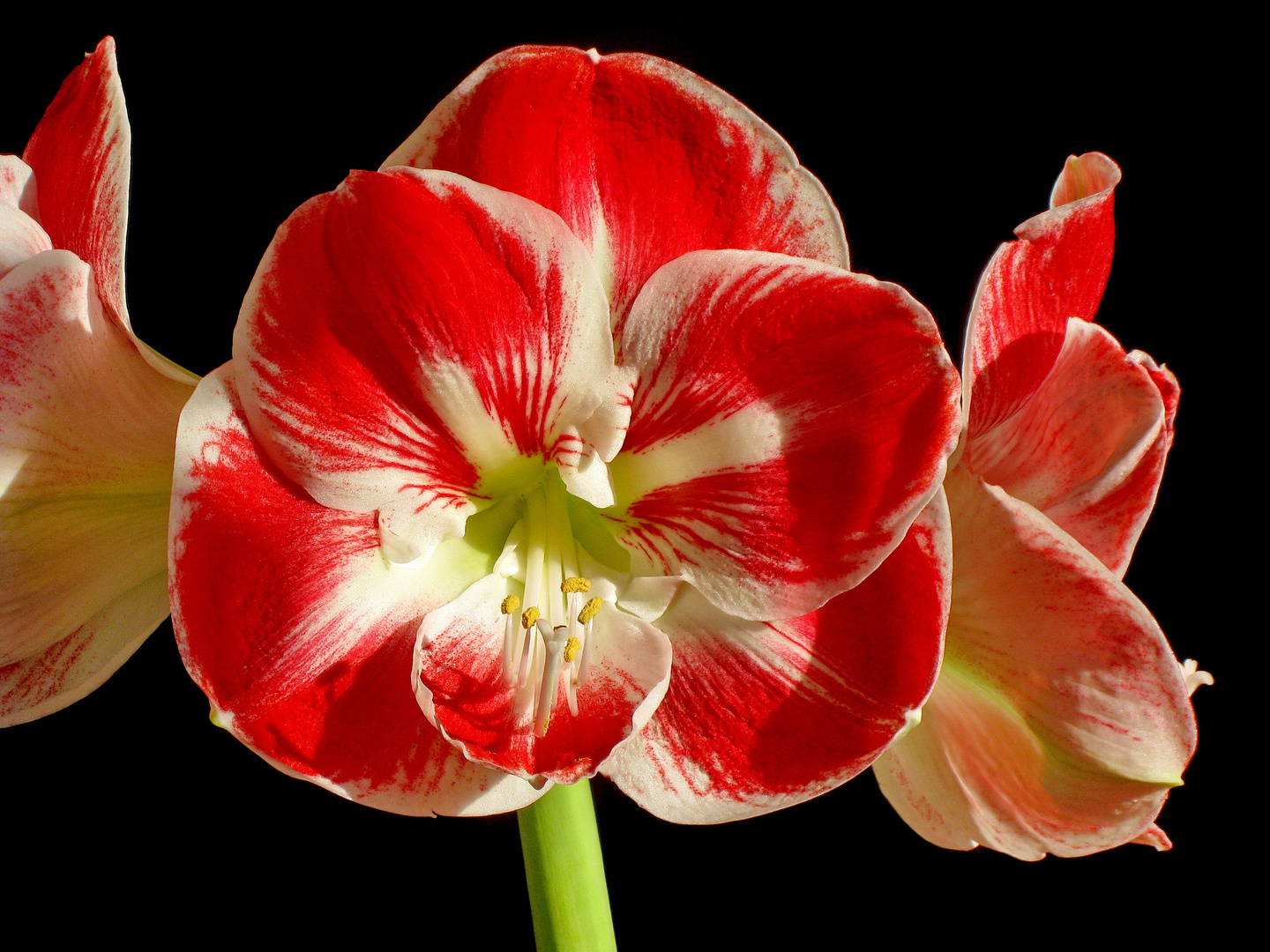 Amaryllis-Blüten ... erst drei ... dann vier ...