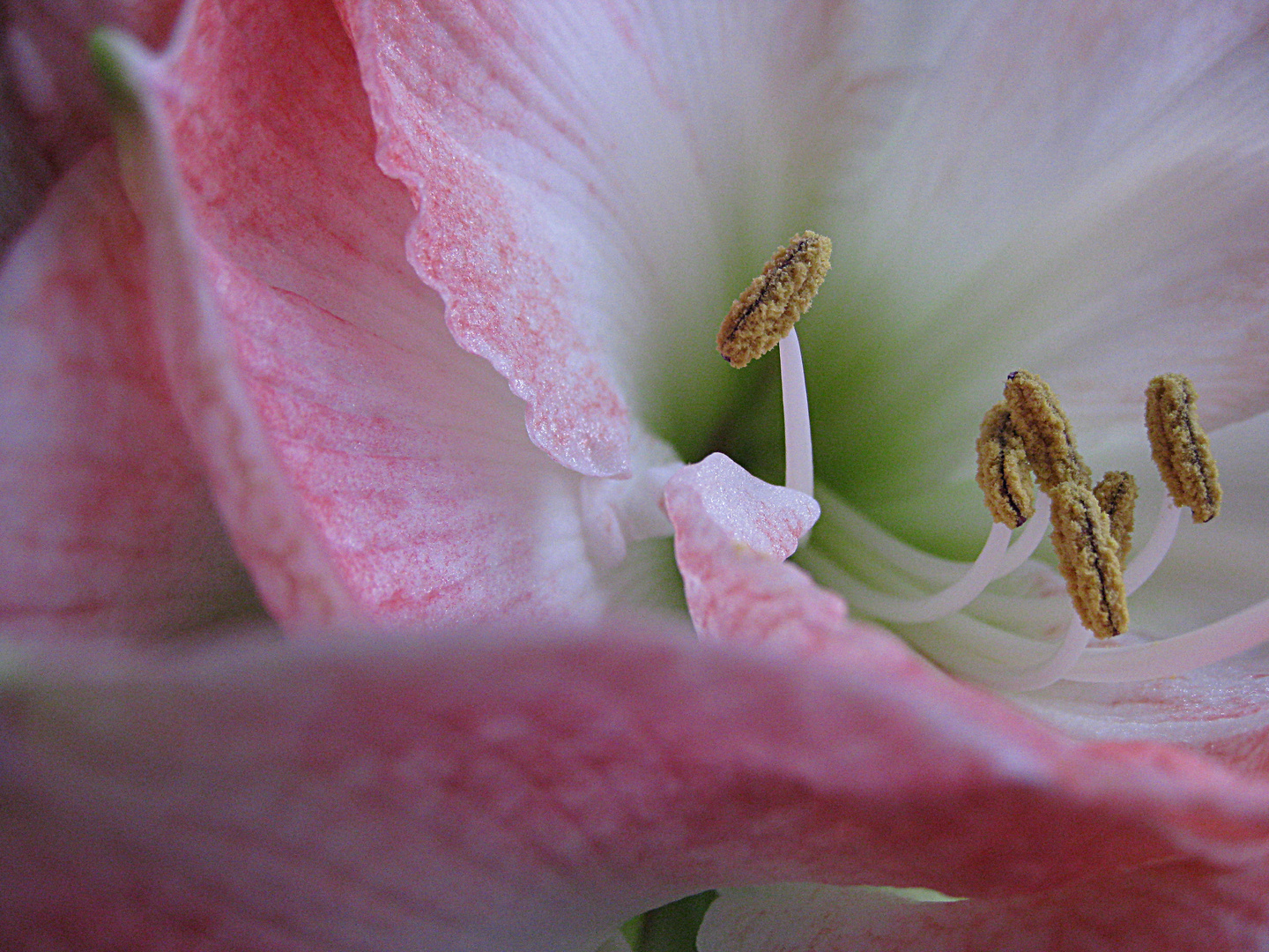 Amaryllis- Blütendetails