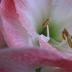 Amaryllis- Blütendetails