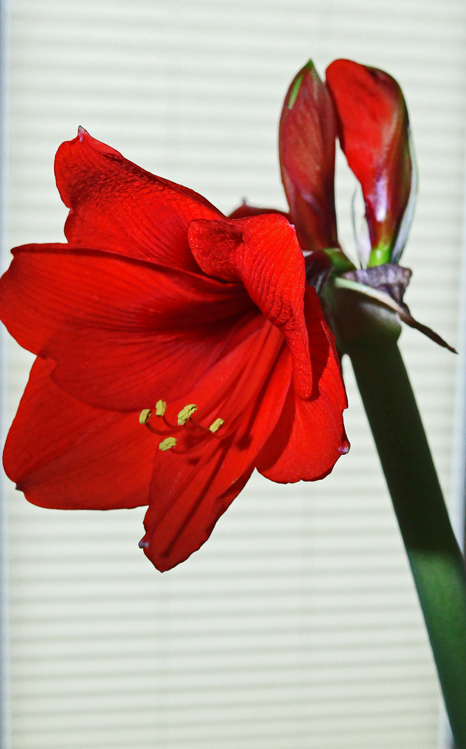 Amaryllis Blütenkomposition