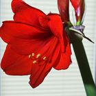 Amaryllis Blütenkomposition