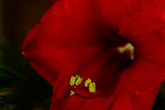 Amaryllis-Blütenstaub