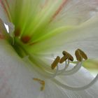 " AMARYLLIS BLÜTENSTEMPEL "