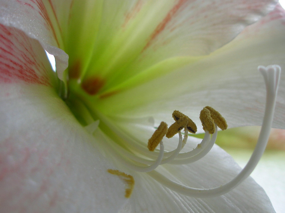 " AMARYLLIS BLÜTENSTEMPEL "