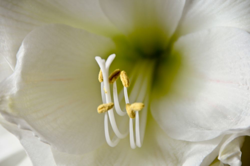 Amaryllis, Blütenstempel,