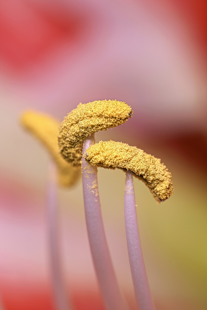 Amaryllis Blütenstempel