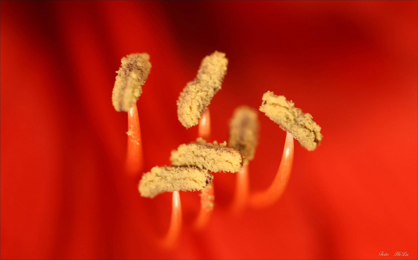 Amaryllis Blütenstempel