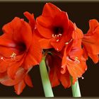 Amaryllis: Blütenwunder aus der Zwiebel