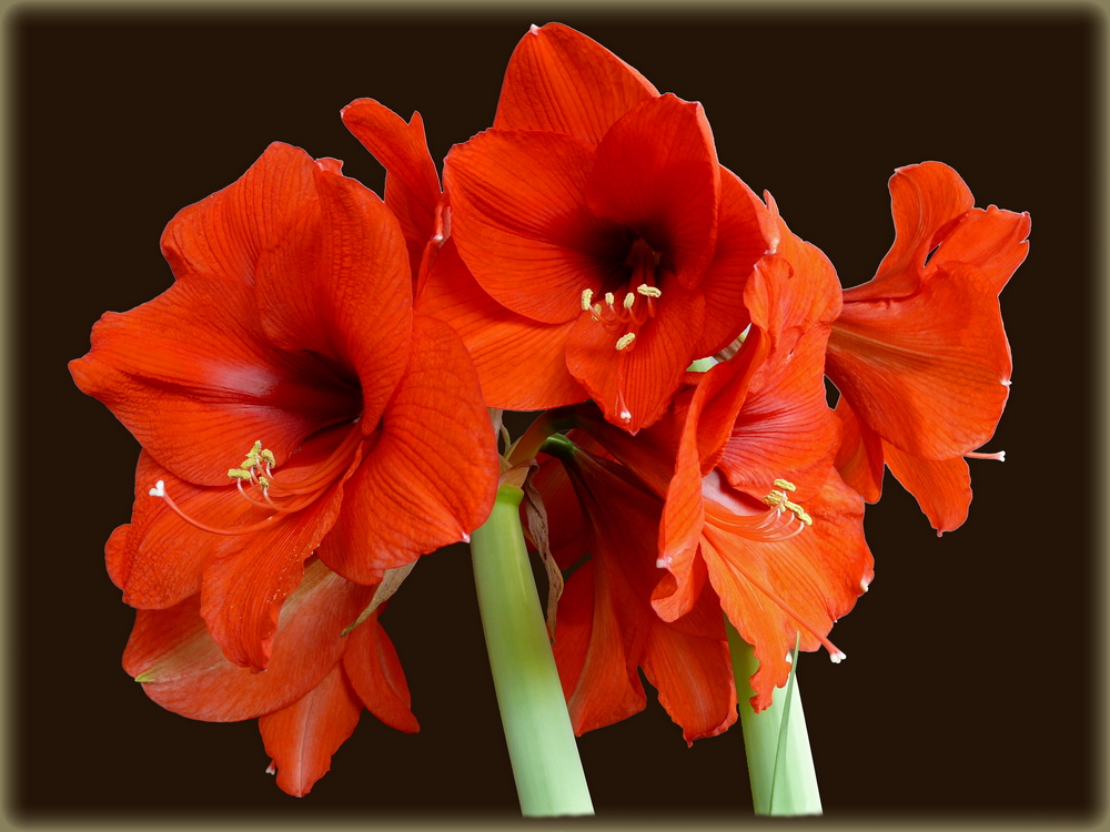 Amaryllis: Blütenwunder aus der Zwiebel