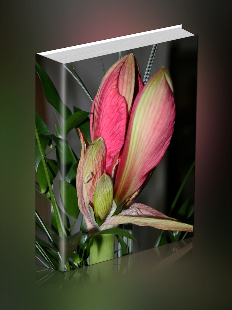 Amaryllis-Buch