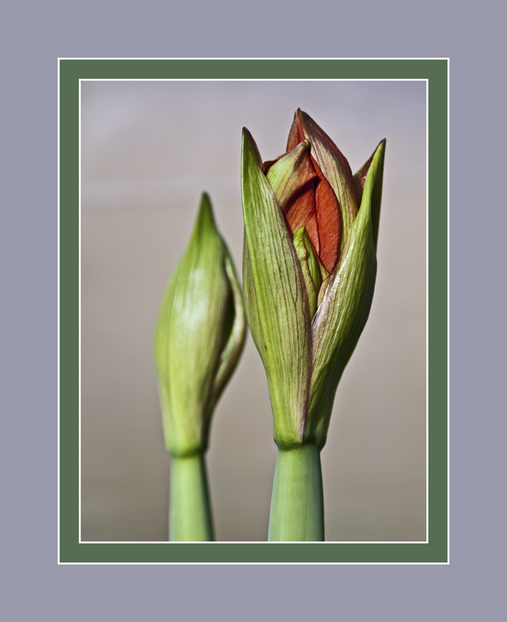 Amaryllis Buds