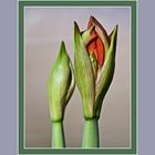 Amaryllis Buds