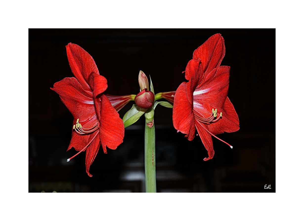 Amaryllis