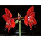 Amaryllis