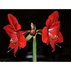 Amaryllis