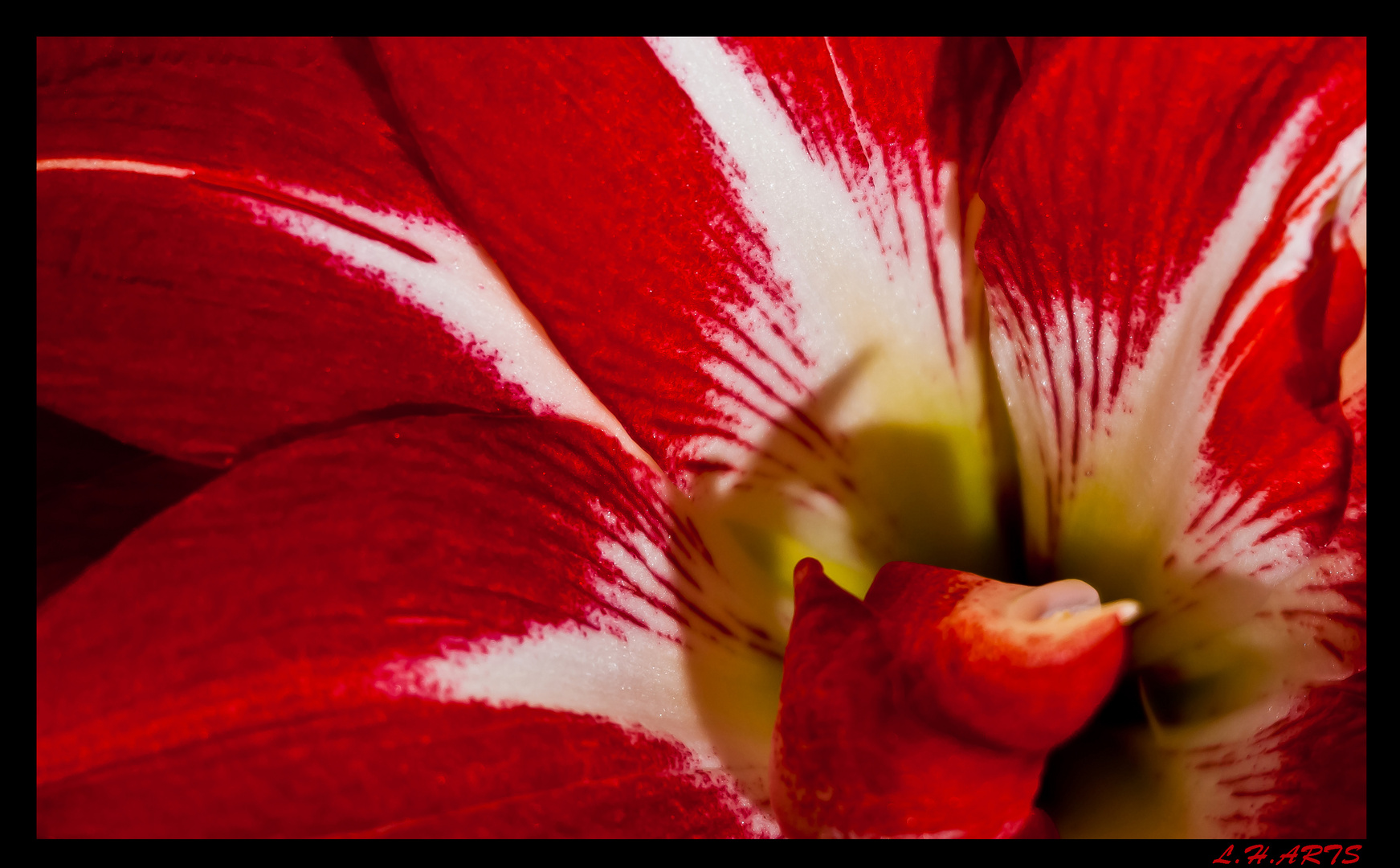 Amaryllis