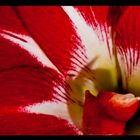 Amaryllis