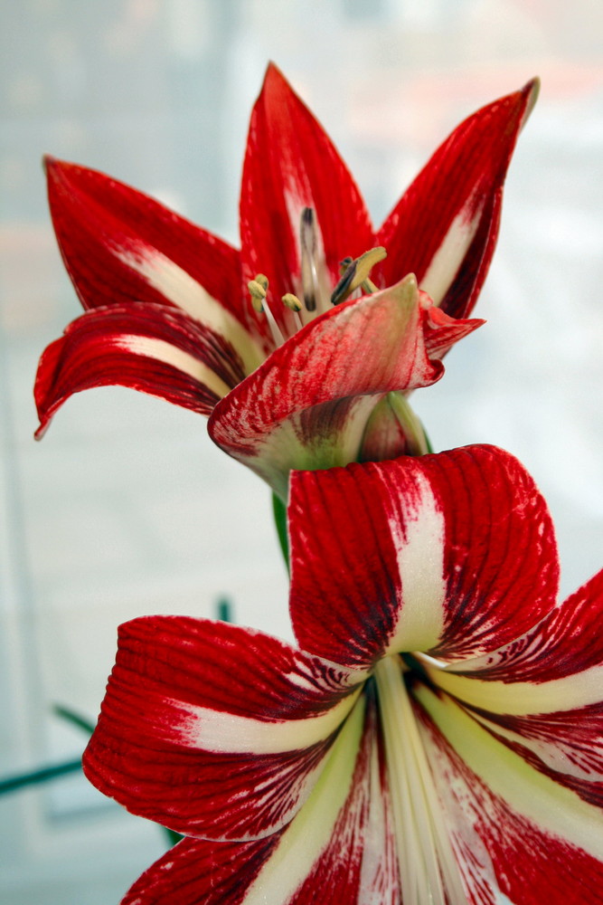 Amaryllis