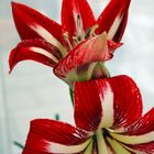 Amaryllis