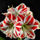 Amaryllis