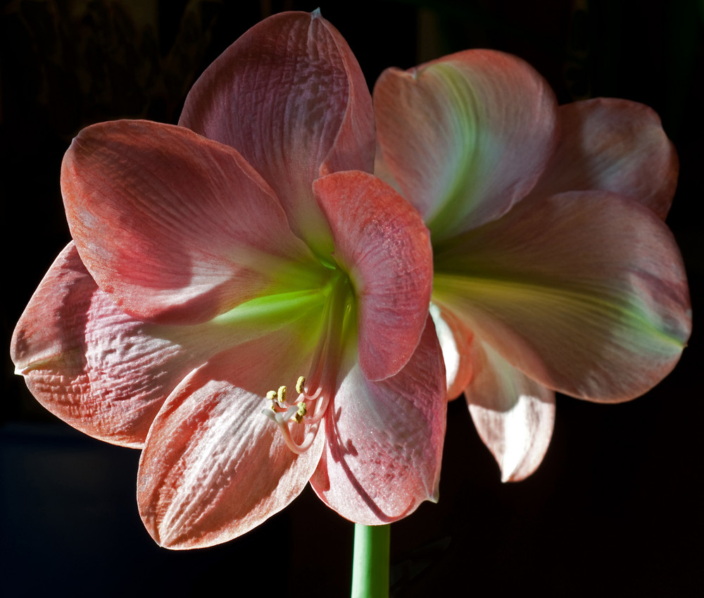 Amaryllis