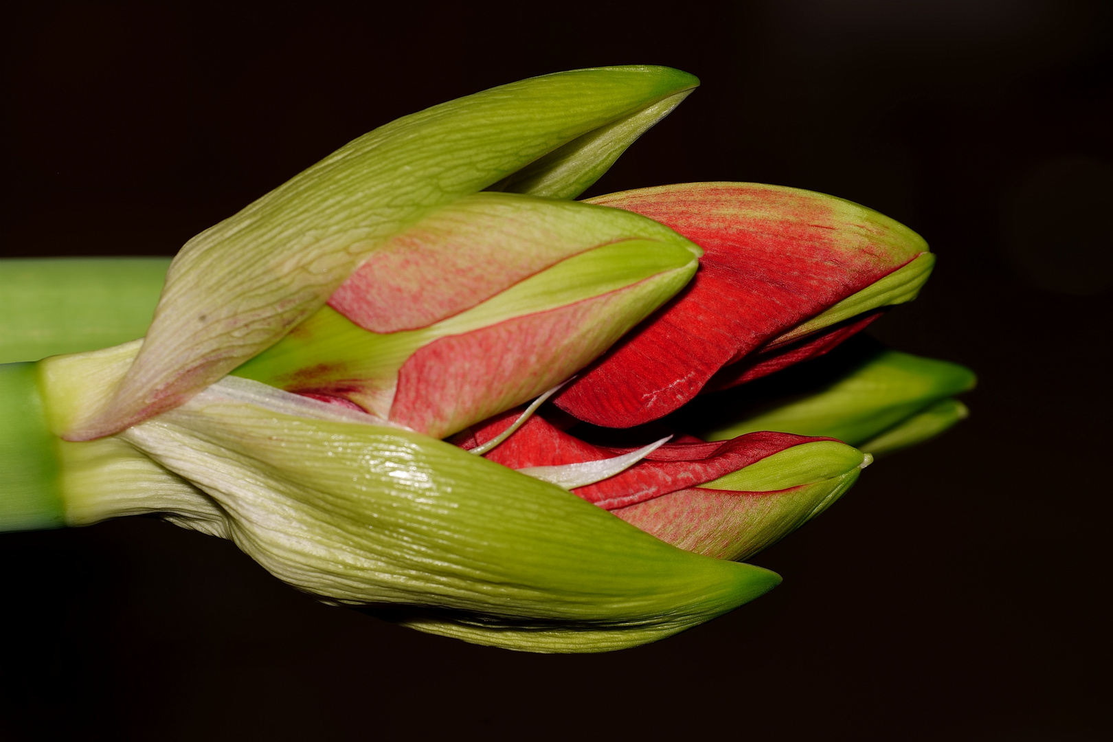 Amaryllis