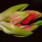 Amaryllis