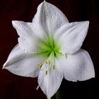 Amaryllis