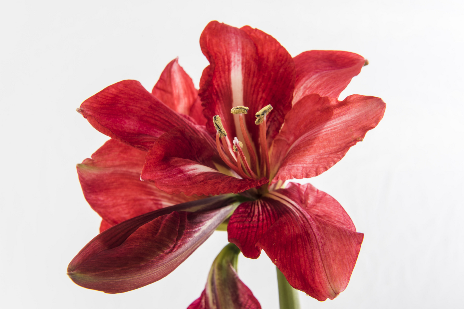 Amaryllis