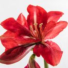 Amaryllis