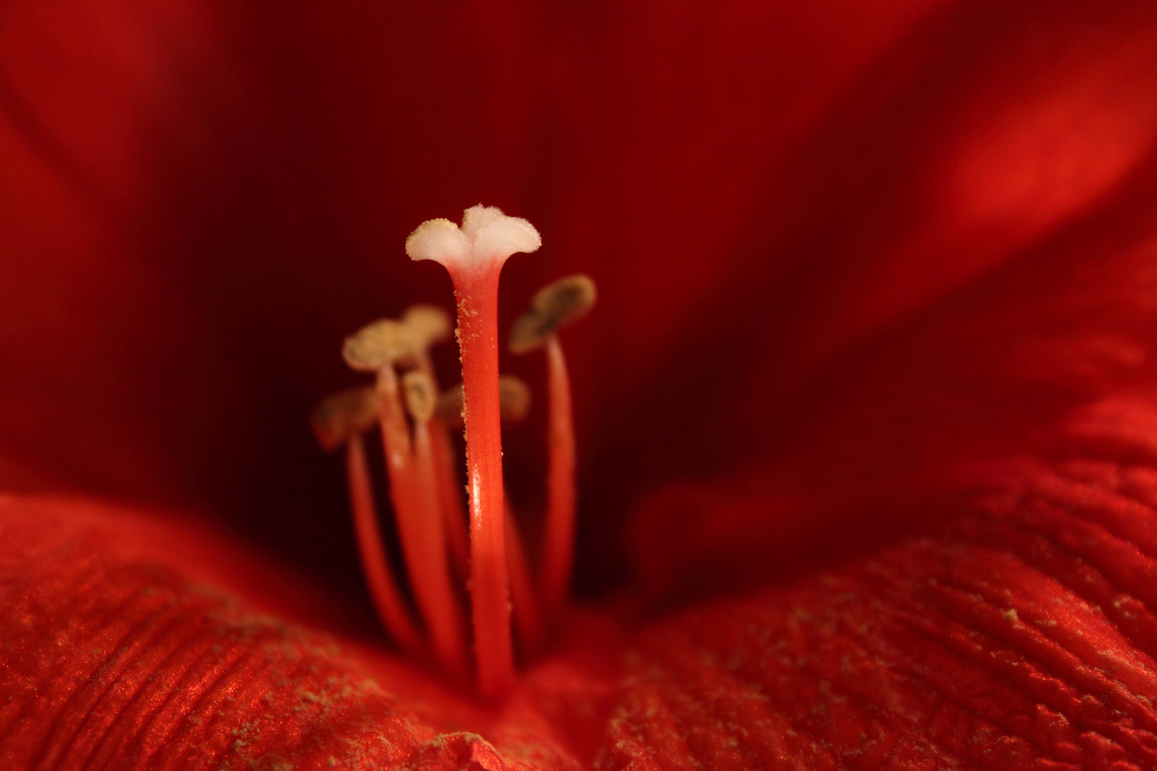 Amaryllis