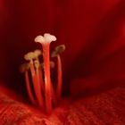 Amaryllis