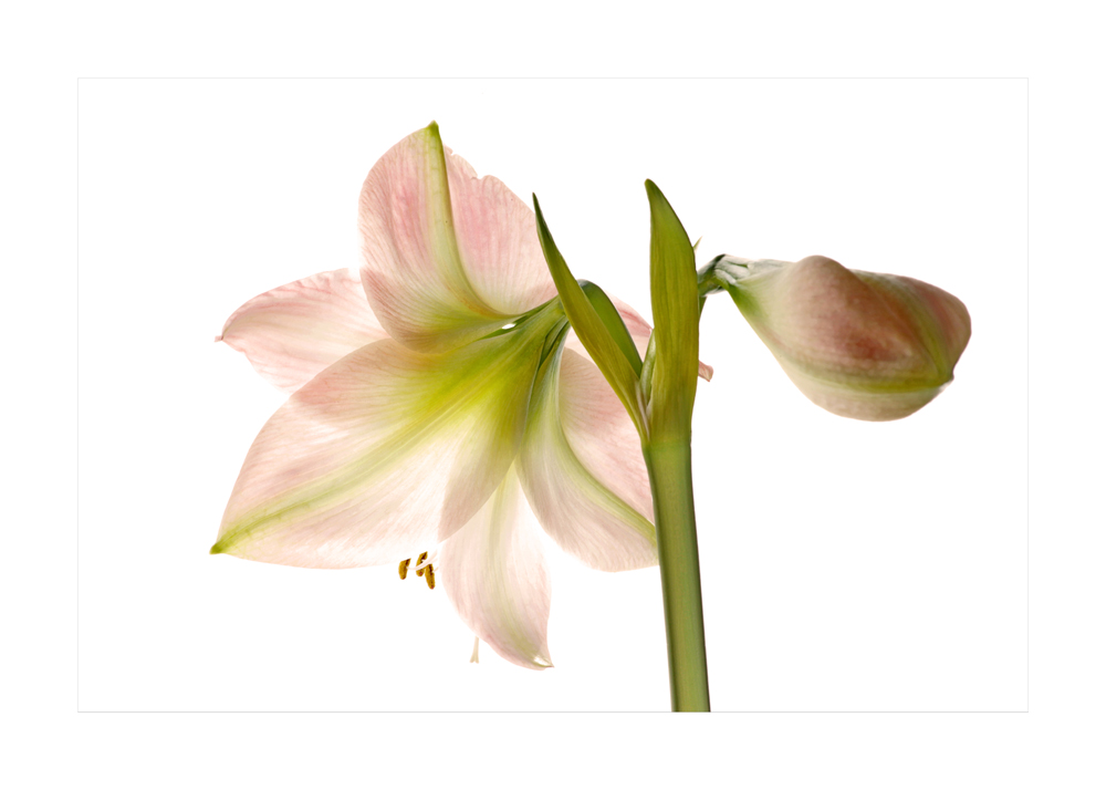 Amaryllis