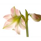 Amaryllis