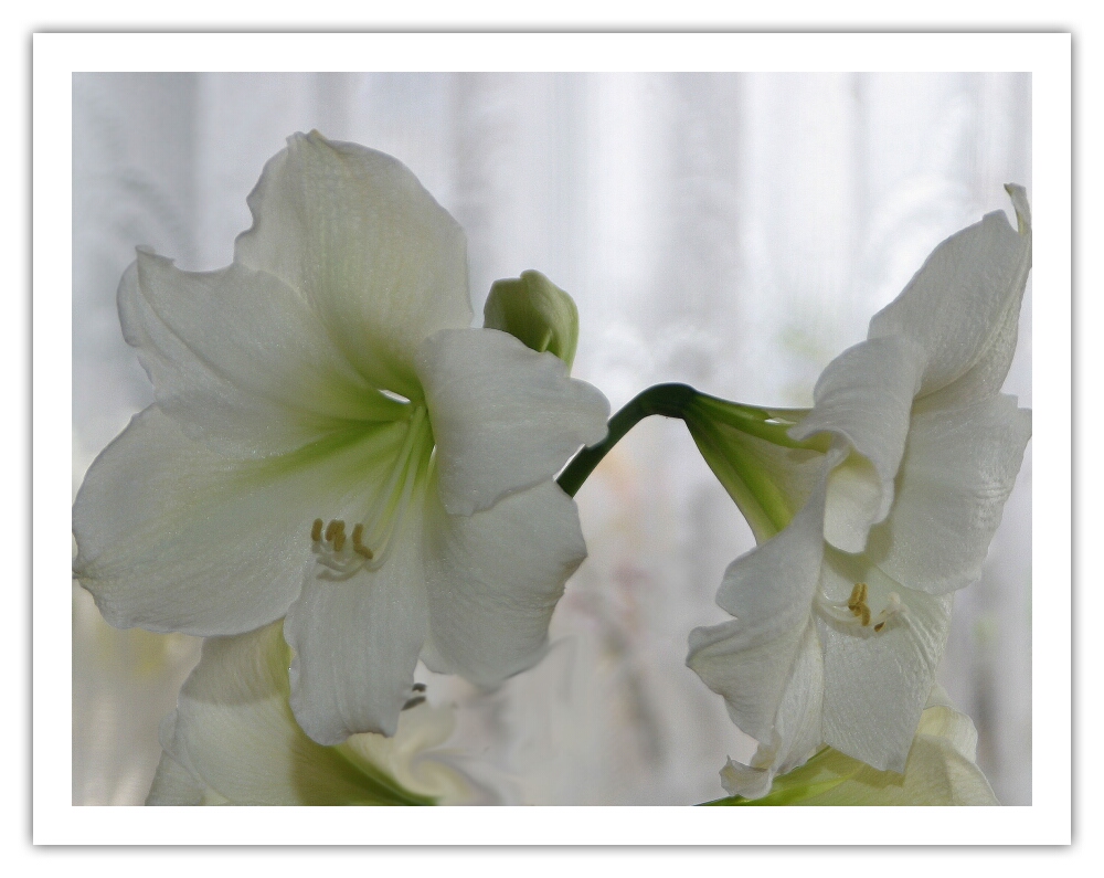 Amaryllis