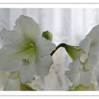 Amaryllis