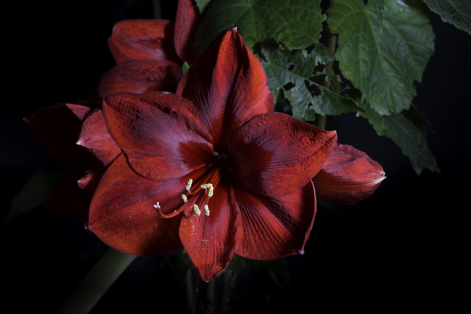 Amaryllis...