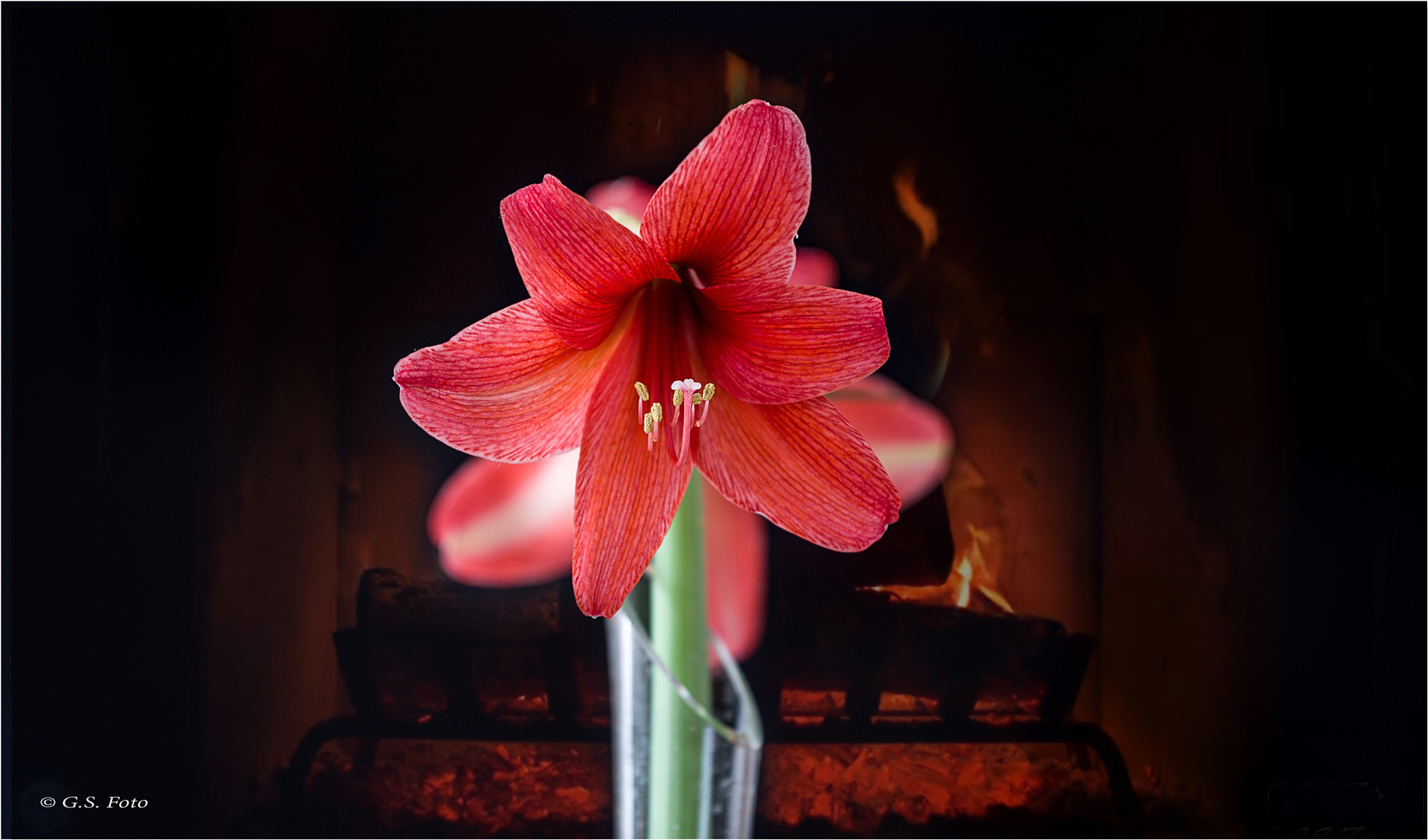 Amaryllis