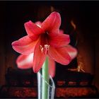 Amaryllis