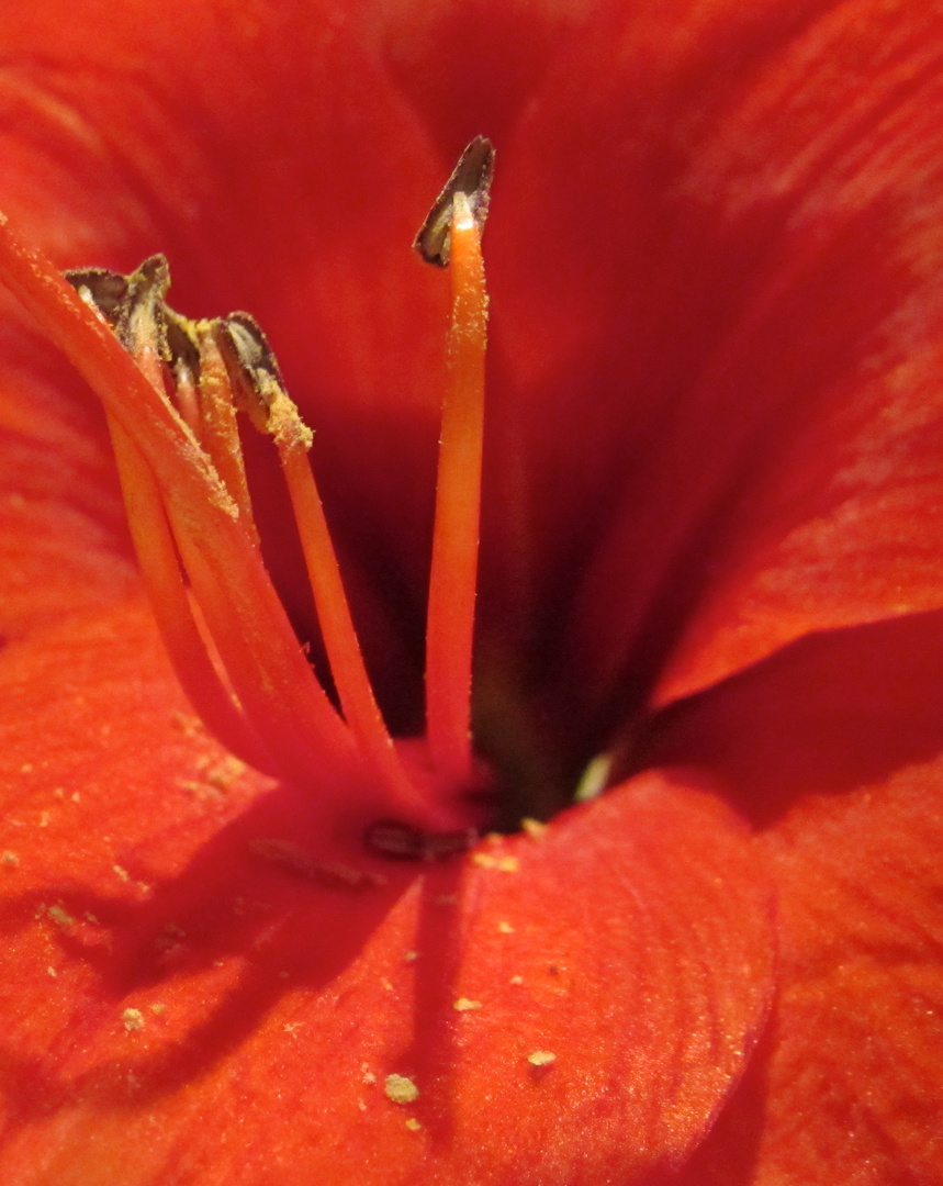 Amaryllis